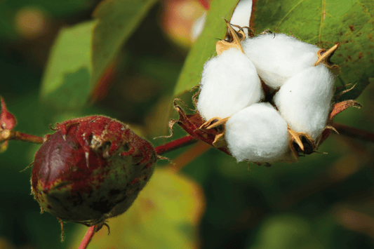 ¿Cómo el algodón peruano puede diferenciar tu marca en un mercado competitivo? - Xtextile Provider Worldwide